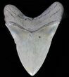 Killer, Fossil Megalodon Tooth - Collector Meg Tooth #66182-2